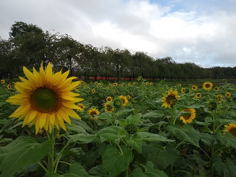 2018/09/22の写真