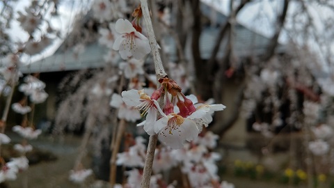 2020/04/12の写真