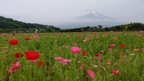 2020/06/04の写真