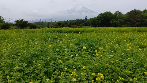 2020/06/04の写真