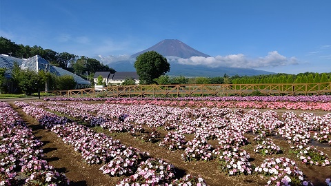 2020/08/14の写真