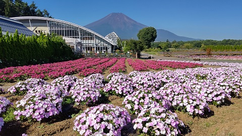 2020/08/21の写真