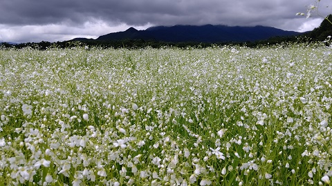 2021/07/03の写真