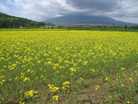 2009/05/13の写真