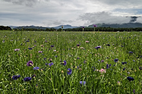 2022/07/18の写真