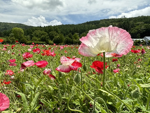 2023/06/04の写真