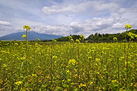 2023/06/08の写真