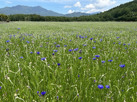 2023/06/28の写真