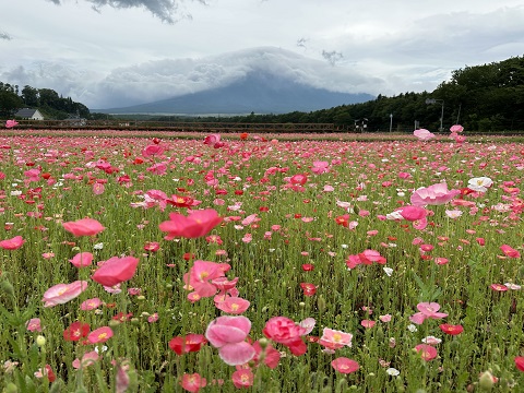 2023/07/08の写真