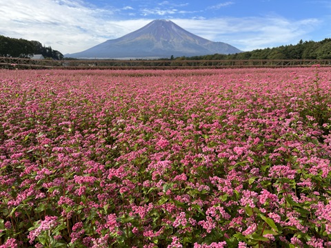 そば（赤）タカネルビー