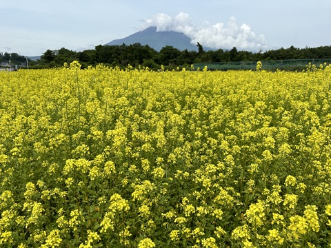 2024/06/20の写真