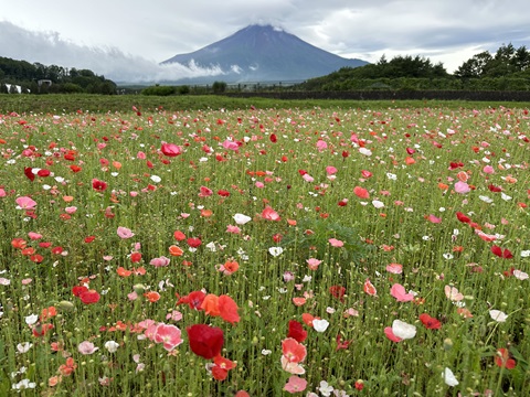 2024/07/11の写真