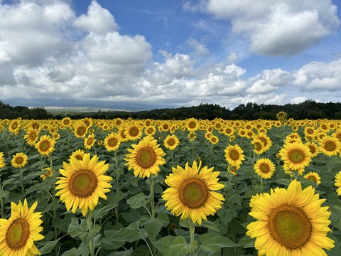 2024/08/19の写真