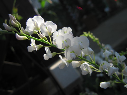 2010/01/04の写真