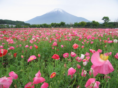 2010/06/26の写真