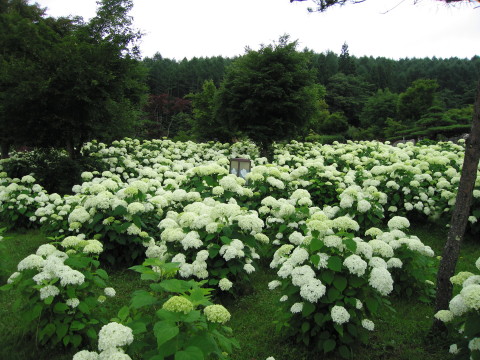 2010/07/16の写真