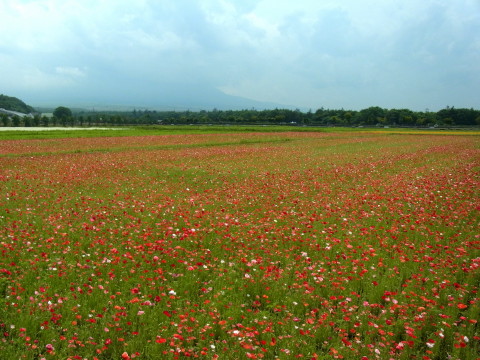 2011/06/30の写真