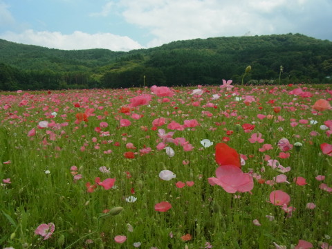 2011/07/06の写真