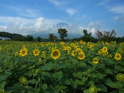 2011/08/07の写真