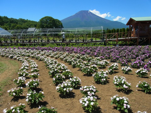 2012/07/31の写真