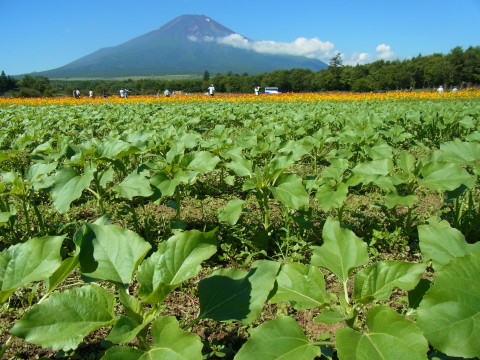 2012/08/20の写真