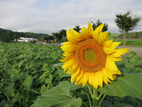 2013/08/04の写真