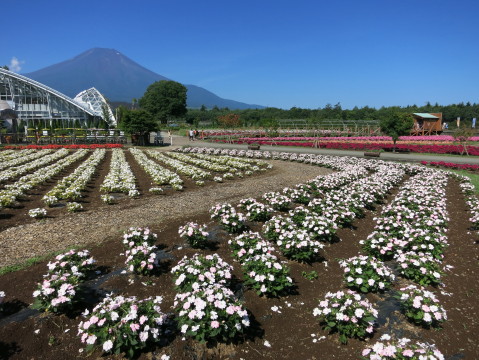 2013/08/07の写真