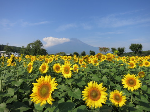 2013/08/09の写真