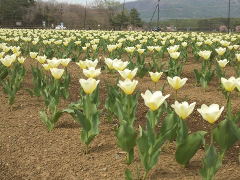 2014/05/03の写真