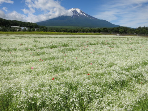 2014/06/29の写真