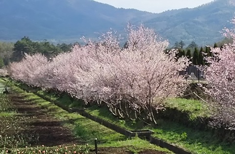 2015/04/22の写真