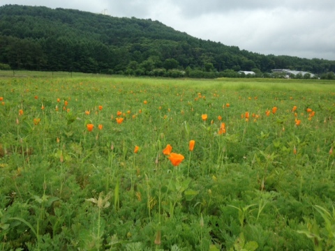 2015/06/18の写真