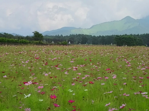 2015/08/16の写真