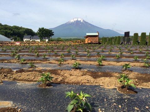 2016/06/04の写真