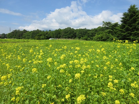 2016/06/11の写真