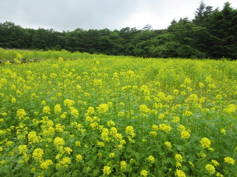 2016/06/15の写真