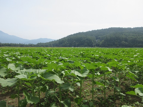 2016/07/08の写真