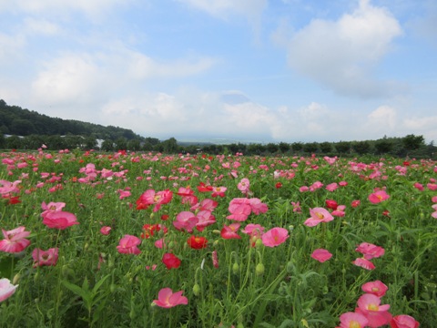 2016/07/12の写真