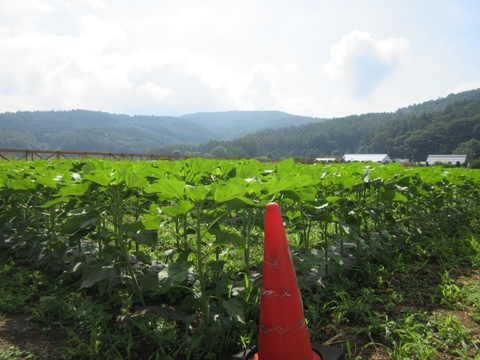 2016/07/12の写真