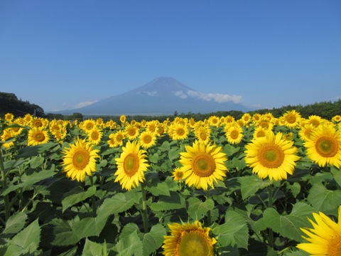 2016/08/06の写真