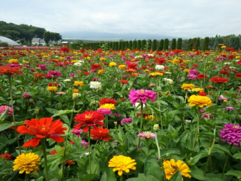 2016/08/12の写真