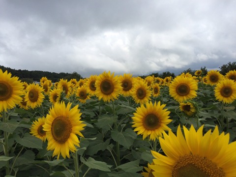 2016/08/15の写真