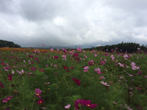 2016/08/15の写真