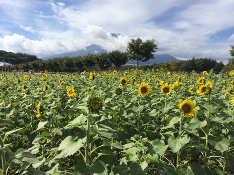 2016/10/12の写真