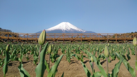 2017/04/29の写真