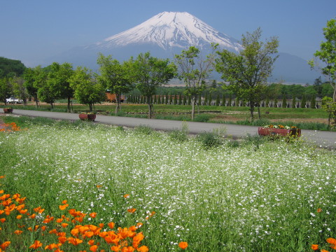 かすみ草