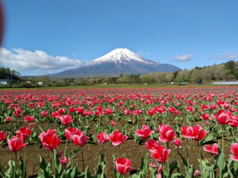 2017/05/11の写真