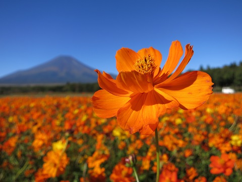 黄花コスモス