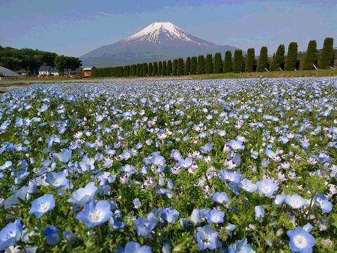 2017/05/30の写真