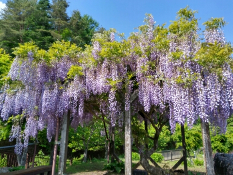 2017/06/02の写真